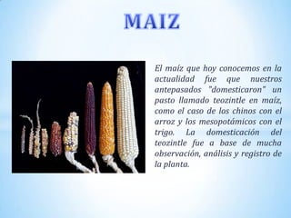 El maíz que hoy conocemos en la
actualidad fue que nuestros
antepasados "domesticaron" un
pasto llamado teozintle en maíz,
como el caso de los chinos con el
arroz y los mesopotámicos con el
trigo. La domesticación del
teozintle fue a base de mucha
observación, análisis y registro de
la planta.
 