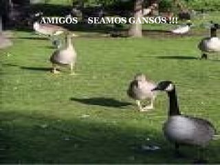AMIGOS …  SEAMOS GANSOS !!!   