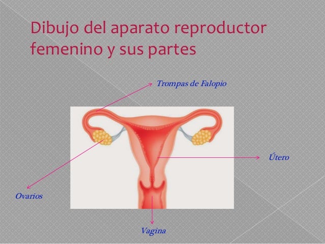 The Gallery For Aparato Reproductor Femenino Y Sus Partes