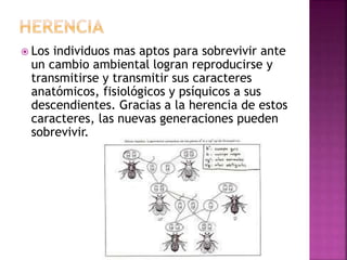  Los individuos mas aptos para sobrevivir ante
un cambio ambiental logran reproducirse y
transmitirse y transmitir sus caracteres
anatómicos, fisiológicos y psíquicos a sus
descendientes. Gracias a la herencia de estos
caracteres, las nuevas generaciones pueden
sobrevivir.
 