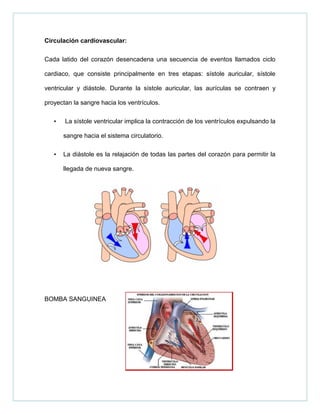 Circulación cardiovascular:
Cada latido del corazón desencadena una secuencia de eventos llamados ciclo
cardiaco, que consiste principalmente en tres etapas: sístole auricular, sístole
ventricular y diástole. Durante la sístole auricular, las aurículas se contraen y
proyectan la sangre hacia los ventrículos.
• La sístole ventricular implica la contracción de los ventrículos expulsando la
sangre hacia el sistema circulatorio.
• La diástole es la relajación de todas las partes del corazón para permitir la
llegada de nueva sangre.
BOMBA SANGUINEA
 