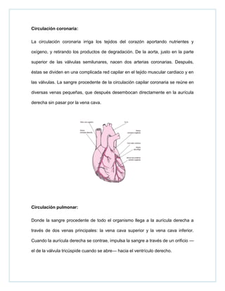 Circulación coronaria:
La circulación coronaria irriga los tejidos del corazón aportando nutrientes y
oxígeno, y retirando los productos de degradación. De la aorta, justo en la parte
superior de las válvulas semilunares, nacen dos arterias coronarias. Después,
éstas se dividen en una complicada red capilar en el tejido muscular cardiaco y en
las válvulas. La sangre procedente de la circulación capilar coronaria se reúne en
diversas venas pequeñas, que después desembocan directamente en la aurícula
derecha sin pasar por la vena cava.
Circulación pulmonar:
Donde la sangre procedente de todo el organismo llega a la aurícula derecha a
través de dos venas principales: la vena cava superior y la vena cava inferior.
Cuando la aurícula derecha se contrae, impulsa la sangre a través de un orificio —
el de la válvula tricúspide cuando se abre— hacia el ventrículo derecho.
 