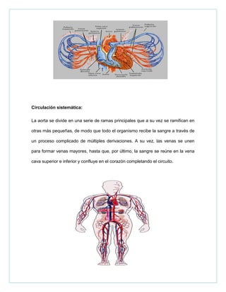 Circulación sistemática:
La aorta se divide en una serie de ramas principales que a su vez se ramifican en
otras más pequeñas, de modo que todo el organismo recibe la sangre a través de
un proceso complicado de múltiples derivaciones. A su vez, las venas se unen
para formar venas mayores, hasta que, por último, la sangre se reúne en la vena
cava superior e inferior y confluye en el corazón completando el circuito.
 