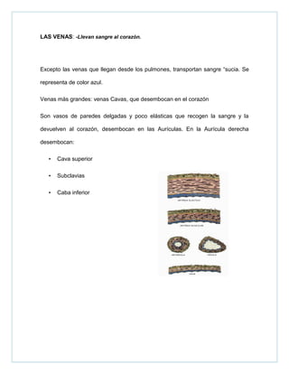 LAS VENAS: -Llevan sangre al corazón.
Excepto las venas que llegan desde los pulmones, transportan sangre “sucia. Se
representa de color azul.
Venas más grandes: venas Cavas, que desembocan en el corazón
Son vasos de paredes delgadas y poco elásticas que recogen la sangre y la
devuelven al corazón, desembocan en las Aurículas. En la Aurícula derecha
desembocan:
• Cava superior
• Subclavias
• Caba inferior
 