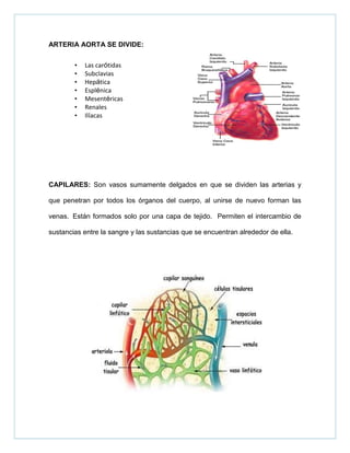 ARTERIA AORTA SE DIVIDE:
• Las carótidas
• Subclavias
• Hepática
• Esplénica
• Mesentéricas
• Renales
• Ilíacas
CAPILARES: Son vasos sumamente delgados en que se dividen las arterias y
que penetran por todos los órganos del cuerpo, al unirse de nuevo forman las
venas. Están formados solo por una capa de tejido. Permiten el intercambio de
sustancias entre la sangre y las sustancias que se encuentran alrededor de ella.
 