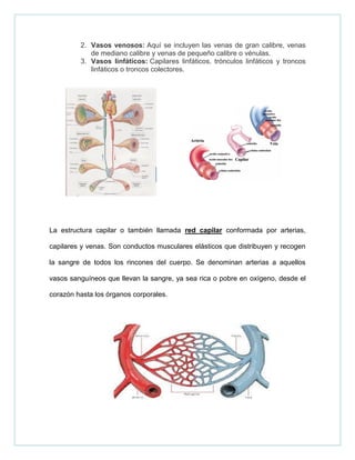 2. Vasos venosos: Aquí se incluyen las venas de gran calibre, venas
de mediano calibre y venas de pequeño calibre o vénulas.
3. Vasos linfáticos: Capilares linfáticos, trónculos linfáticos y troncos
linfáticos o troncos colectores.
La estructura capilar o también llamada red capilar conformada por arterias,
capilares y venas. Son conductos musculares elásticos que distribuyen y recogen
la sangre de todos los rincones del cuerpo. Se denominan arterias a aquellos
vasos sanguíneos que llevan la sangre, ya sea rica o pobre en oxígeno, desde el
corazón hasta los órganos corporales.
 