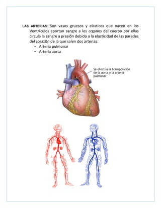 LAS ARTERIAS: Son vasos gruesos y elásticos que nacen en los
Ventrículos aportan sangre a los órganos del cuerpo por ellas
circula la sangre a presión debido a la elasticidad de las paredes
del corazón de la que salen dos arterias:
• Arteria pulmonar
• Arteria aorta
 