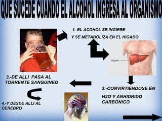 1.-EL ACOHOL SE INGIERE
Y SE METABOLIZA EN EL HIGADO
2.-CONVIRTIENDOSE EN
H2O Y ANHIDRIDO
CARBÒNICO
3.-DE ALLI PASA AL
TORRENTE SANGUINEO
4.-Y DESDE ALLI AL
CEREBRO
 