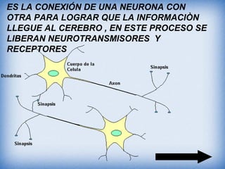 ES LA CONEXIÓN DE UNA NEURONA CON
OTRA PARA LOGRAR QUE LA INFORMACIÒN
LLEGUE AL CEREBRO , EN ESTE PROCESO SE
LIBERAN NEUROTRANSMISORES Y
RECEPTORES
 