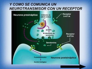 Y COMO SE COMUNICA UN
NEUROTRANSMISOR CON UN RECEPTOR
 