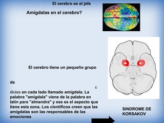 El cerebro es el jefe
Amígdalas en el cerebro?
El cerebro tiene un pequeño grupo
de
c
élulas en cada lado llamado amígdala. La
palabra "amígdala" viene de la palabra en
latín para "almendra" y ese es el aspecto que
tiene esta zona. Los científicos creen que las
amígdalas son las responsables de las
emociones
SINDROME DE
KORSAKOV
 