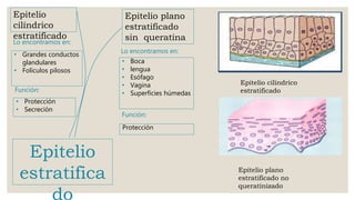 Epitelio
cilíndrico
estratificado
Epitelio plano
estratificado
sin queratina
Epitelio plano
estratificado no
queratinizado
Epitelio cilíndrico
estratificado
Lo encontramos en:
Lo encontramos en:
Función:
Función:
• Grandes conductos
glandulares
• Folículos pilosos
• Protección
• Secreción
• Boca
• lengua
• Esófago
• Vagina
• Superficies húmedas
Protección
Epitelio
estratifica
do
 