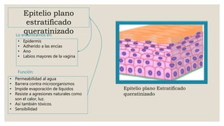 Epitelio plano
estratificado
queratinizado
Epitelio plano Estratificado
queratinizado
Lo encontramos en:
Función:
• Epidermis
• Adherido a las encías
• Ano
• Labios mayores de la vagina
• Permeabilidad al agua
• Barrera contra microorganismos
• Impide evaporación de líquidos
• Resiste a agresiones naturales como
son el calor, luz.
• Así también tóxicos.
• Sensibilidad
 