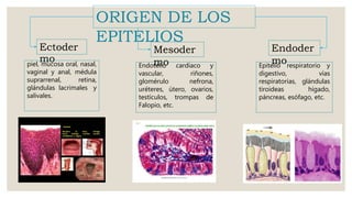 ORIGEN DE LOS
EPITELIOS
Ectoder
mo
Mesoder
mo
Endoder
mopiel, mucosa oral, nasal,
vaginal y anal, médula
suprarrenal, retina,
glándulas lacrimales y
salivales.
Endotelio cardiaco y
vascular, riñones,
glomérulo nefrona,
uréteres, útero, ovarios,
testículos, trompas de
Falopio, etc.
Epitelio respiratorio y
digestivo, vías
respiratorias, glándulas
tiroideas hígado,
páncreas, esófago, etc.
 