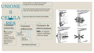UNIONE
S
CELULA
RES
Se encuentran a lo largo de los bordes
contiguos de las células epiteliales.
Son puntos donde puede reconocerse cierta
clase de contacto especial entre las células
Hay tres tipos de uniones principales.
Uniones
estrecha
s
Uniones
adherente
s
Uniones de
abertura(nex
os)Están fundidas
mediante un
sistema
anastomatico de
bordes ocluyentés
que forman un
cello entre las
células
Zonula
adherente
Macula
adherente
Existe un angosto
espacio intercelular
entre las células.
Hemidesmosomas
 