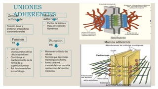 UNIONES
ADHERENTESZonula
adherente
Macula
adherente
Posición basal y
proteínas enlazadoras
transmenbranales
Funcion
es
• Unir los
citoesqueletos de las
células epiteliales
• Contribuye al
mantenimiento de la
forma de la
superficie luminar
• Rol fundamental en
la morfología
• Puntos de soldura
• Placa de inserción
filamentos
Funcion
es
• Mantener unidad a las
células
• Permite que las células
mantengan su forma
• Forma una red
transcelular con una alta
resistencia a la tracción
mecánica.
Macula adherente
Zonula adherente
 