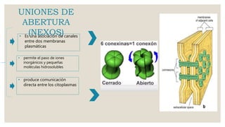 UNIONES DE
ABERTURA
(NEXOS)
• permite el paso de iones
inorgánicos y pequeñas
moléculas hidrosolubles
• Es una asociación de canales
entre dos membranas
plasmáticas
• produce comunicación
directa entre los citoplasmas
 