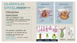 Glándulas
exocrinas
Glándulas Endocrinas
Se pueden clasificar de
acuerdo a la forma de la
unidad secretora en:
Tubulares: (tubo)
Alveolares o acinosas: (redondas u ovaladas)
Túbulo – alveolares
DE ACUERDO A SU
NUMERO DE CONDUCTOS
simples: cuenta con un conducto único sin
ramificaciones
compuestas: presenta un sistema de conductos
ramificados
SIMPLES COMPUESTA
GLÁNDULAS
EPITELIALES
 