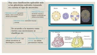 Glándulas Holócrinas: sus
células secretoras se
desintegran y mueren.
Glándulas mixtas: secreción mucosa
y serosa.
Hay una clasificación aplicable solo
a las glándulas salivales tomando
en cuenta el tipo de secreción:
Glándulas serosas: secreción
fluida y clara constituida por
células piramidales.
Glándulas mucosas:
secreción viscosa y
espesa constituida por
células piramidales.
De acuerdo a la manera como
vierten sus secreciones se
clasifican en:
Glándulas Merócrinas o
ecrinas: sus células
permanecen intactas.
 