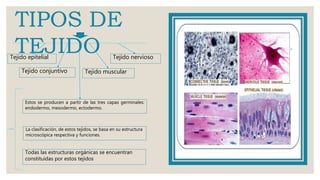 TIPOS DE
TEJIDOTejido epitelial
Tejido conjuntivo Tejido muscular
Tejido nervioso
Estos se producen a partir de las tres capas germinales:
endodermo, mesodermo, ectodermo.
La clasificación, de estos tejidos, se basa en su estructura
microscópica respectiva y funciones.
Todas las estructuras orgánicas se encuentran
constituidas por estos tejidos
 
