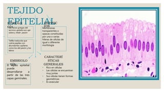 TEJIDO
EPITELIALMembranas
transparentes o
opacas constituidas
por una o varias
hileras de células de
igual o diferente
morfología
DEFINIC
IÓN
ETIMOLO
GÍALas raíces griegas del
termino epitelio son epi-
sobre y thele- pezón
Telilla traslucida que
cubría papilas con
abundantes capilares
como los del pezón y los
labios
EMBRIOLO
GÍAEl tejido epitelial
puede
desarrollarse a
partir de las tres
capas gemínales.
CARACTERÍ
STICAS
GENERALES
• Rico en células
• Las células se encuentran
muy juntas
• Sus células tienen formas
geométricas
• Es avascular
 