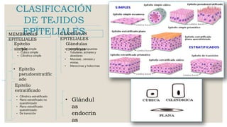 CLASIFICACIÓN
DE TEJIDOS
EPITELIALESMEMBRANAS
EPITELIALES
GLÁNDULAS
EPITELIALES
Epitelio
simple• Plano simple
• Cubico simple
• Cilíndrico simple
• Epitelio
pseudoestratific
ado
Epitelio
estratificado
• Cilíndrico estratificado
• Plano estratificado no
queratinizado
• Plano estratificado
queratinizado
• De transición
Glándulas
exocrinas• simples y compuestas
• Tubulares, acinares y
alveolares
• Mucosas , cerosos y
mixtas.
• Merocrinas y holocrinas
• Glándul
as
endocrin
as
 
