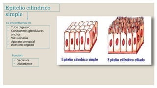 Epitelio cilíndrico
simple
• Tubo digestivo
• Conductores glandulares
anchos
• Vías urinarias
• Aparato bronquial
• Intestino delgado
Lo encontramos en:
Función:
• Secretora
• Absorbente
 