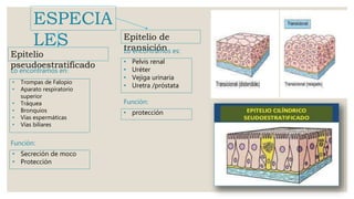 Epitelio de
transición
ESPECIA
LES
Epitelio
pseudoestratificado
Lo encontramos es:
Función:
Lo encontramos en:
Función:
• Trompas de Falopio
• Aparato respiratorio
superior
• Tráquea
• Bronquios
• Vías espermáticas
• Vías biliares
• Secreción de moco
• Protección
• Pelvis renal
• Uréter
• Vejiga urinaria
• Uretra /próstata
• protección
 