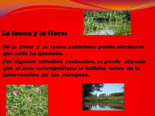 De la flora y la fauna autóctona puede afirmarse
que nada ha quedado.
Por algunos estudios realizados, se puede afirmar
que el área metropolitana se hallaba antes de la
intervención de los europeos.
 