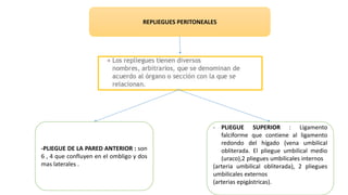 REPLIEGUES PERITONEALES
-PLIEGUE DE LA PARED ANTERIOR : son
6 , 4 que confluyen en el ombligo y dos
mas laterales .
- PLIEGUE SUPERIOR : Ligamento
falciforme que contiene al ligamento
redondo del hígado (vena umbilical
obliterada. El pliegue umbilical medio
(uraco),2 pliegues umbilicales internos
(arteria umbilical obliterada), 2 pliegues
umbilicales externos
(arterias epigástricas).
 