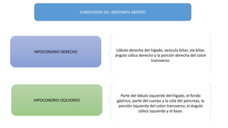 SUBDIVISION DEL ABDOMEN ABIERTO
HIPOCONDRIO DERECHO
HIPOCONDRIO IZQUIERDO
Lóbulo derecho del hígado, vesícula biliar, vía biliar,
ángulo cólico derecho y la porción derecha del colon
transverso.
Parte del lóbulo izquierdo del hígado, el fondo
gástrico, parte del cuerpo y la cola del páncreas, la
porción izquierda del colon transverso, el ángulo
cólico izquierdo y el bazo.
 