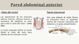TRABAJO ANATOMIA DE ABDOMEN Y PELVIS.pptx