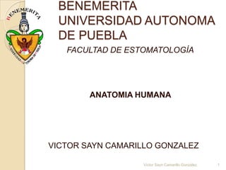 BENEMERITA
 UNIVERSIDAD AUTONOMA
 DE PUEBLA
   FACULTAD DE ESTOMATOLOGÍA




        ANATOMIA HUMANA




VICTOR SAYN CAMARILLO GONZALEZ

                  Víctor Sayn Camarillo González   1
 