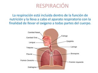 RESPIRACIÓN
La respiración está incluida dentro de la función de
nutrición y la lleva a cabo el aparato respiratorio con la
finalidad de llevar el oxígeno a todas partes del cuerpo.

 
