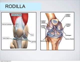 RODILLA
jueves, 8 de mayo de 14
 