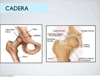 CADERA
jueves, 8 de mayo de 14
 