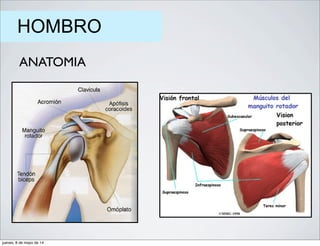 HOMBRO
ANATOMIA
jueves, 8 de mayo de 14
 