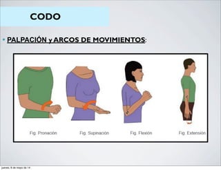 CODO
— PALPACIÓN y ARCOS DE MOVIMIENTOS:
jueves, 8 de mayo de 14
 