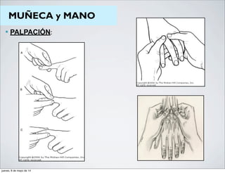 MUÑECA y MANO
— PALPACIÓN:
jueves, 8 de mayo de 14
 