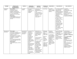 NOMBRE MORFOLOGÍA
MACROSCÓPICA/
MICROSCÓPICA
HÁBITAT MEDIOS DE
TRANSMISIÓN
SIGNOS Y
SÍNTOMAS
MEDIOS DE
CULTIVO
BIOQUÍMICA DIAGNÓSTICO TRATAMIENTO
Gardnerella
vaginalis
Microscópica:
bacilocorto inmóvil, no
encapsulado, anaerobio
facultativo, puede presentar
fimbrias, con una longitud de 0,5
a 1,5 µm, lo que hace que
aparezca como un coco-bacilo
pleomórfico
Macroscópica:
colonias translúcidas de 0,3 a 0,5
mm de diámetro, con hemólisis
tipo beta
La vagina
humana
Desequilibrio de la
microbiota
vaginal, exceso de
Gardnerella
vaginalis
se aísla de las vías
genitourinarias
normales de la mujer
y que
se ha vinculado con
vaginosis, la secreción
que sale de la vagina
suele tener
un olor “a pescado”
característico
Agar Sangre Las pruebas
catalasa y oxidasa
ofrecen resultados
negativos
Los criterios aceptados
como indicadores
diagnósticos para
evidenciar la presencia
de la enfermedad son:-
-pH superior a 4,5.
-Descarga fina, blanca
adherente y
homogénea.
- test de amina
positiva en presencia
de KHO a 10 %.
- presencia en 10 % a
20 % de células
indicadoras, guía
o clue cells en el
examen microscópico
en preparación salina.
La presencia de al
menos tres de
estos criterios
son parámetros diagn
ósticos de esta
infección.
La vaginosis
atribuida a dicho
microorganismo se puede
suprimir con
metronidazol, lo cual
sugiere un vínculo con los
anaerobios. El
metronidazol ingerible por
lo común cura el trastorno.
Mycobacterium
tuberculosis
Microscópica:
En los tejidos, los bacilos
tuberculosos son bacilos delgados
Con extremos redondeados,
miden 0.4 × 0.3 μm,
aproximadamente, con extremos
redondeados, no encapsulados, no
esporulados, estrictamente
aerobios.
Por sus características de tinción
se les conoce como bacilos ácido
alcohol resistentes
Macroscópica:
colonias secas, ásperas y de color
beige
tejido infectado
de humanos y
otros animales
mamíferos
La mayoria de las
infecciones
tuberculosas se
contraen por
inhalacion
de nucleos
goticulares que
transportan al
organismo
causante. Los
humanos tambien
pueden infectarse a
traves del
tracto
gastrointestinal por
ingestion de leche
producida por
vacas
tuberculosas
(ahora es poco
comun debido a la
pasteurizacion) o,
en
raras ocasiones,
por abrasiones en
la piel.
Tuberculosis, La
tuberculosis primaria
es asintomática o se
manifiesta solo por
fiebre y malestar
general.
La tos es el síntoma
universal de la
tuberculosis. De inicio
es
seca, pero a medida
que progresa la
enfermedad se
produce esputo
que incluso puede
mezclarse después
con sangre
(hemoptisis). La
fiebre, malestar
general, fatiga,
sudoración y pérdida
de peso progresan
a medida que avanza
la enfermedad.
Medio agar
semisintético
como
Middlebrook
7H10 y 7H11
Medios de
huevo
espesado
como el de
Löwenstein-
Jensen
Caldos (como
medios) los
caldos como
Middlebrook
7H9 y 7H12
Producción
sustancial de
niacina (positivo)
Los principales
tipos de antígenos
de micobacterias
utilizados para el
diagnóstico
serológico son de
naturaleza
protéica (PPD,
antígeno 5) o de
naturaleza lipídica
(PGL-tb 1, SL I,
SL IV)
La prueba PPD mide
DTH a la proteina de
la tuberculosis
La PPD positiva indica
infeccion pasada o
presente
Las micobacterias se
detectan en frotis
directos de muestras
clinicas
Los dos fármacos
principales utilizados para
combatir la tuberculosis
(antifimicos) son la
isoniazida y la rifampicina.
Los
otros son pirazinamida,
etambutol y
estreptomicina. Los
fármacos
de segunda línea son mas
tóxicos, menos eficaces o
tienen
ambas características, y se
recurrirá a ellos solo en
circunstancias
extremas (ineficacia
terapéutica y resistencia a
múltiples fármacos).
 