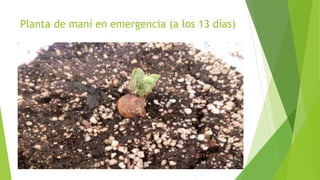 Planta de maní en emergencia (a los 13 días)
 