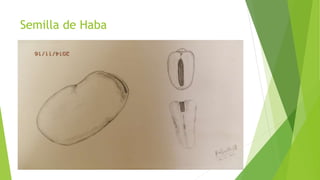 Semilla de Haba
 