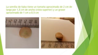 La semilla de haba tiene un tamaño aproximado de 2 cm de
largo por 1,5 cm de ancho (vista superior) y un grosor
aproximado de 1 cm a 0,5 cm
 