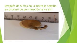 Después de 5 días en la tierra la semilla
en proceso de germinación se ve así:
 