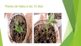 Planta de haba a los 15 días
 