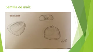 Semilla de maíz
 