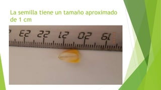 La semilla tiene un tamaño aproximado
de 1 cm
 