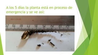 A los 5 días la planta está en proceso de
emergencia y se ve así:
 