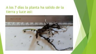 A los 7 días la planta ha salido de la
tierra y luce así:
 