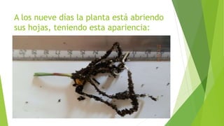 A los nueve días la planta está abriendo
sus hojas, teniendo esta apariencia:
 